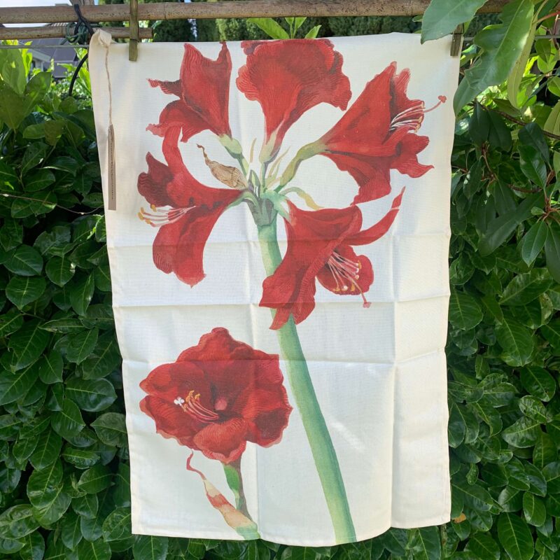 Tea Towel Amaryllis
