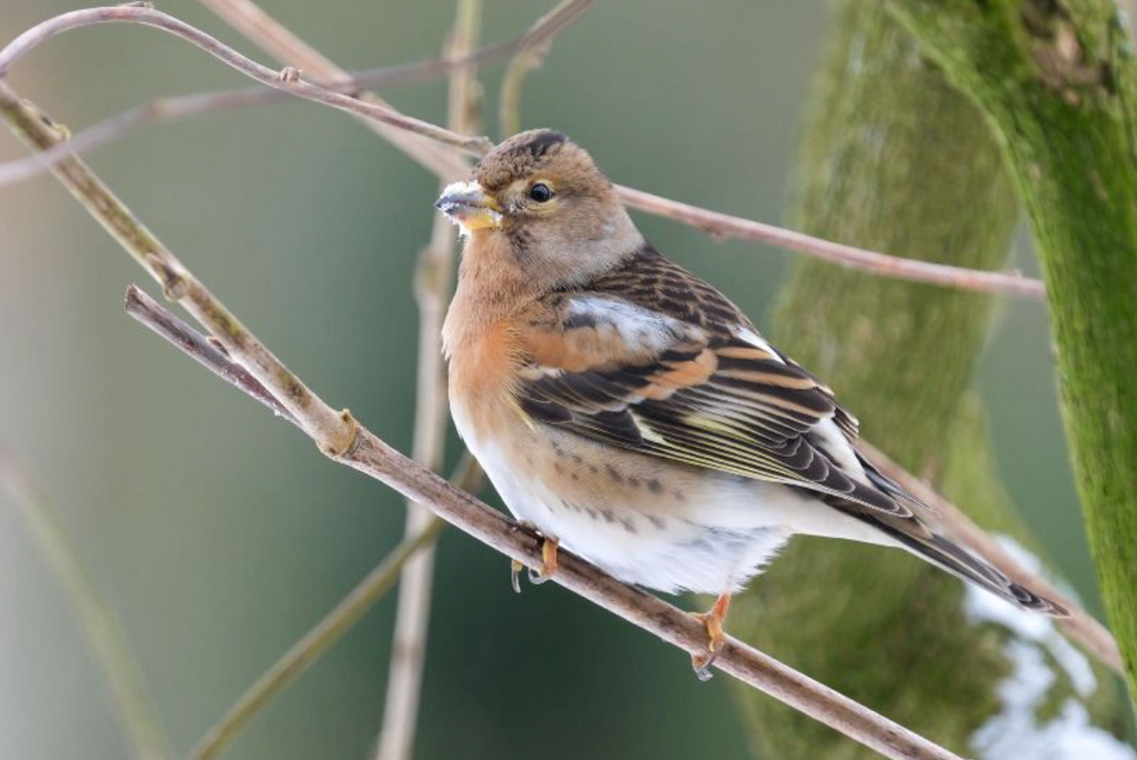 1/2 Pint Mug Brambling