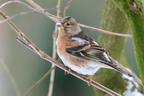 1/2 Pint Mug Brambling