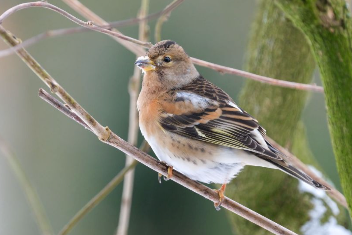 1/2 Pint Mug Brambling